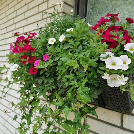 Schwalbennest 니불